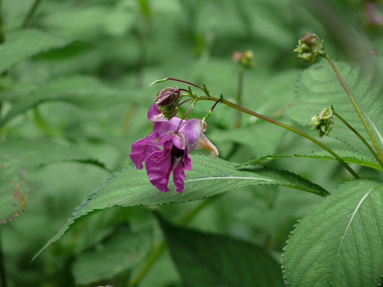 Image of Impatiens textorii Miq.