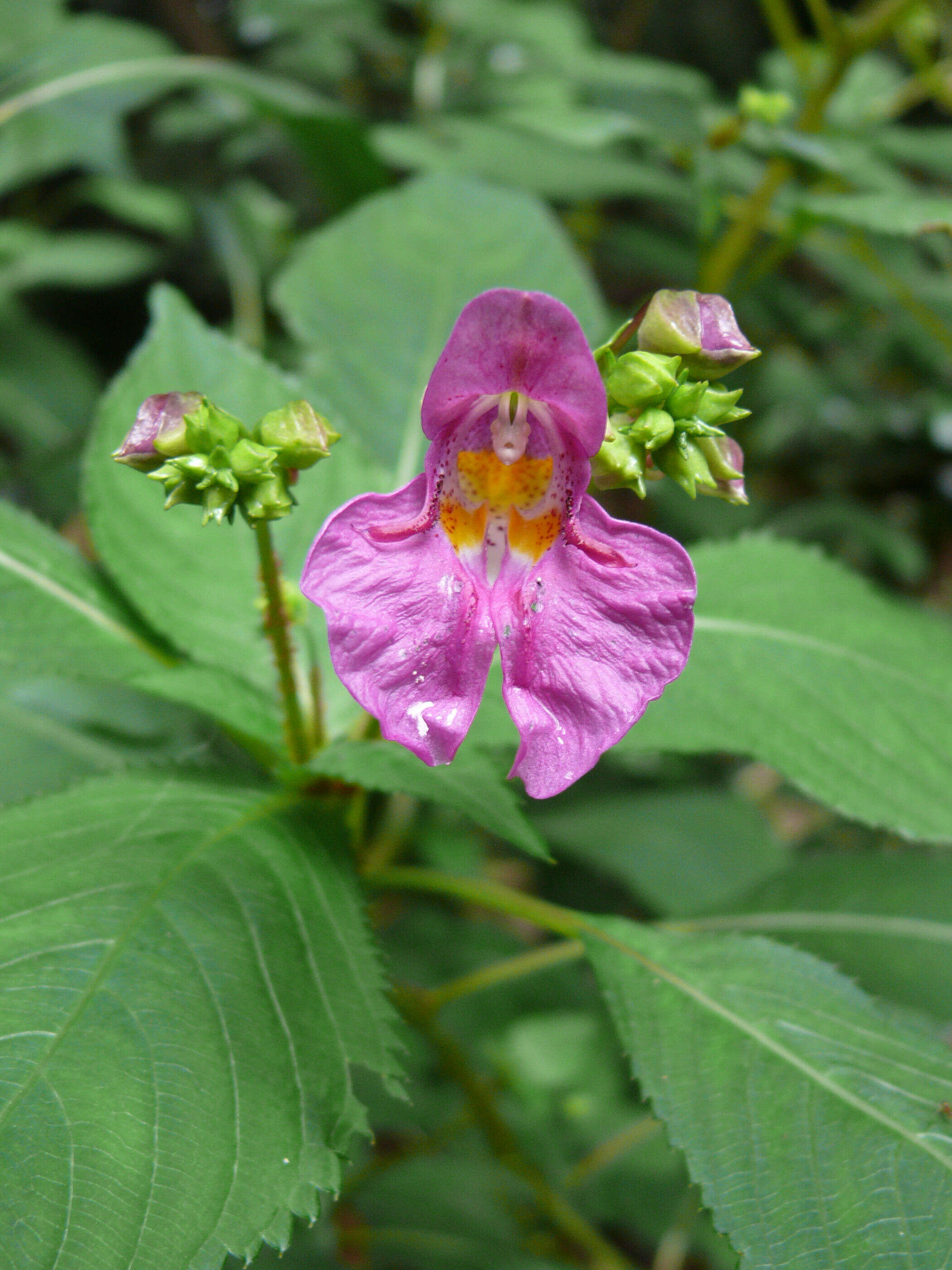 Image of Impatiens textorii Miq.