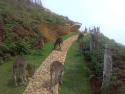 Image of Nilgiritragus Ropiquet & Hassanin 2005