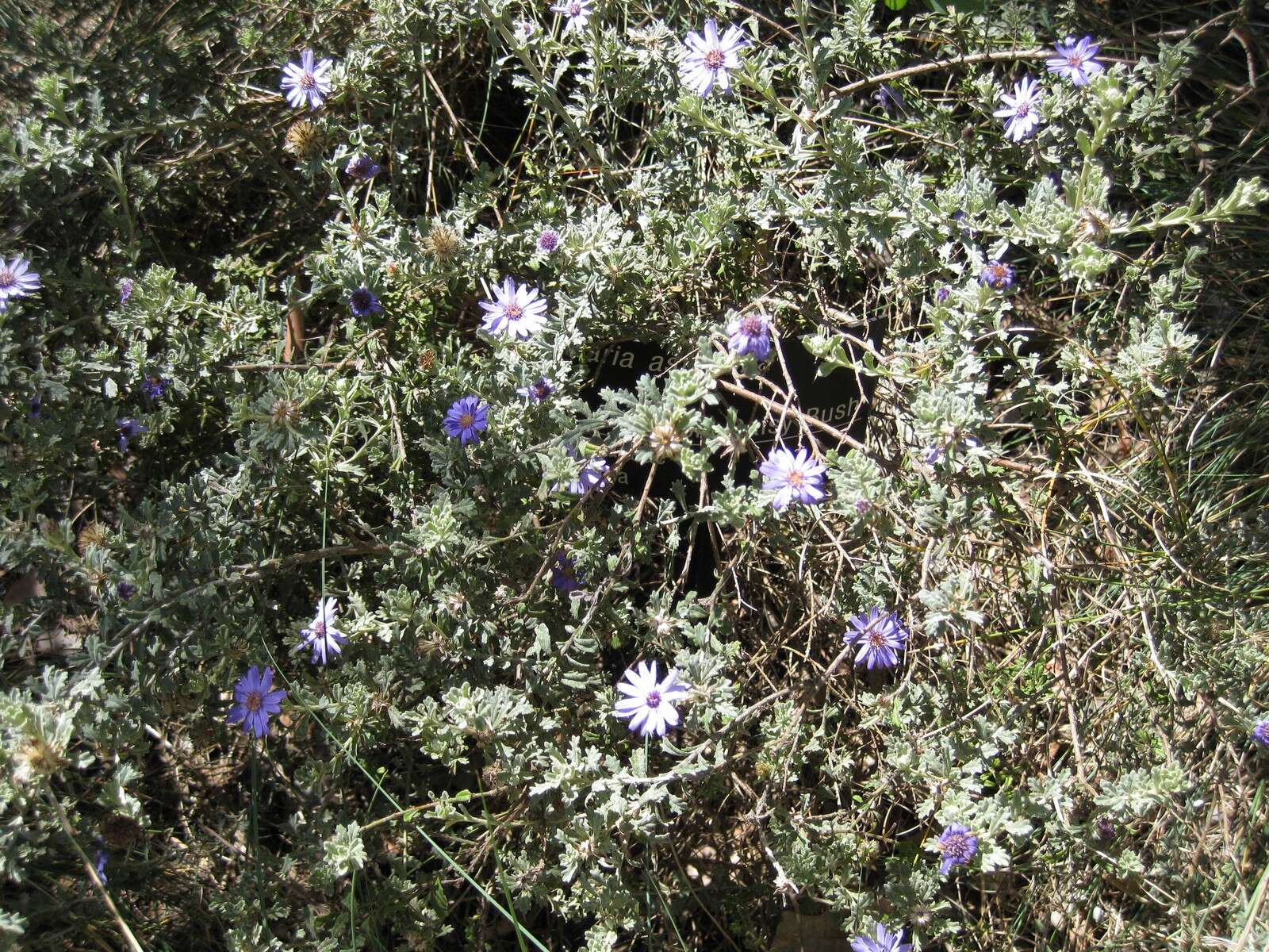 Olearia astroloba N. S. Lander & N. G. Walsh resmi