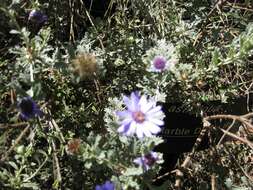 Olearia astroloba N. S. Lander & N. G. Walsh resmi