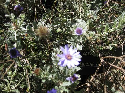 Image of Olearia astroloba N. S. Lander & N. G. Walsh