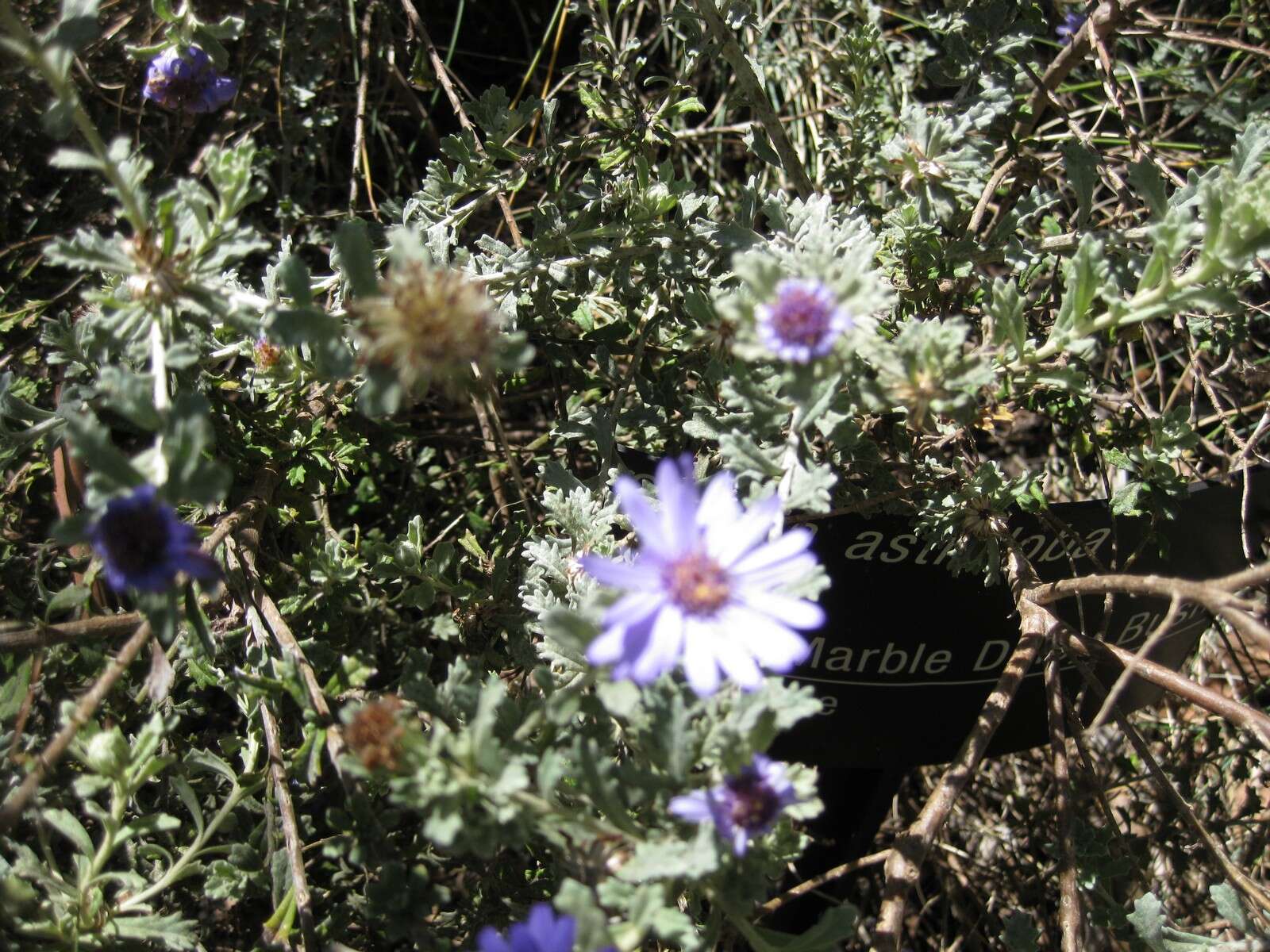 Olearia astroloba N. S. Lander & N. G. Walsh resmi