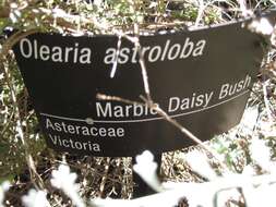 Olearia astroloba N. S. Lander & N. G. Walsh resmi