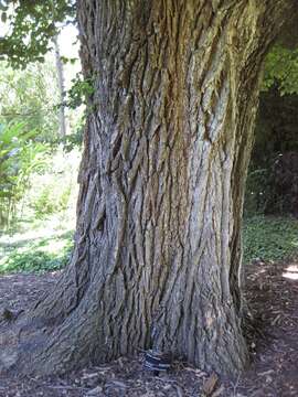 Image of English elm