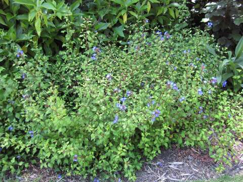 Image of Leadwort