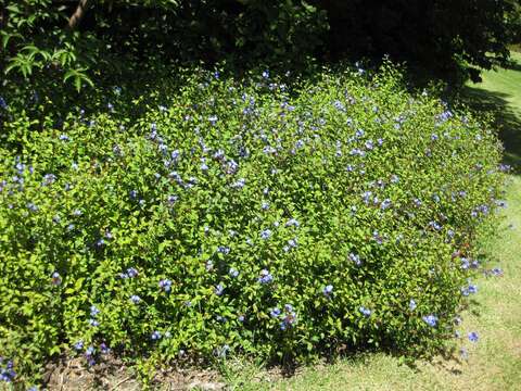 Image of Leadwort