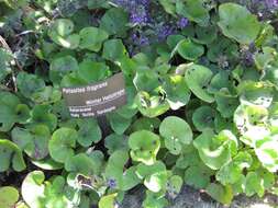 Image of Winter heliotrope