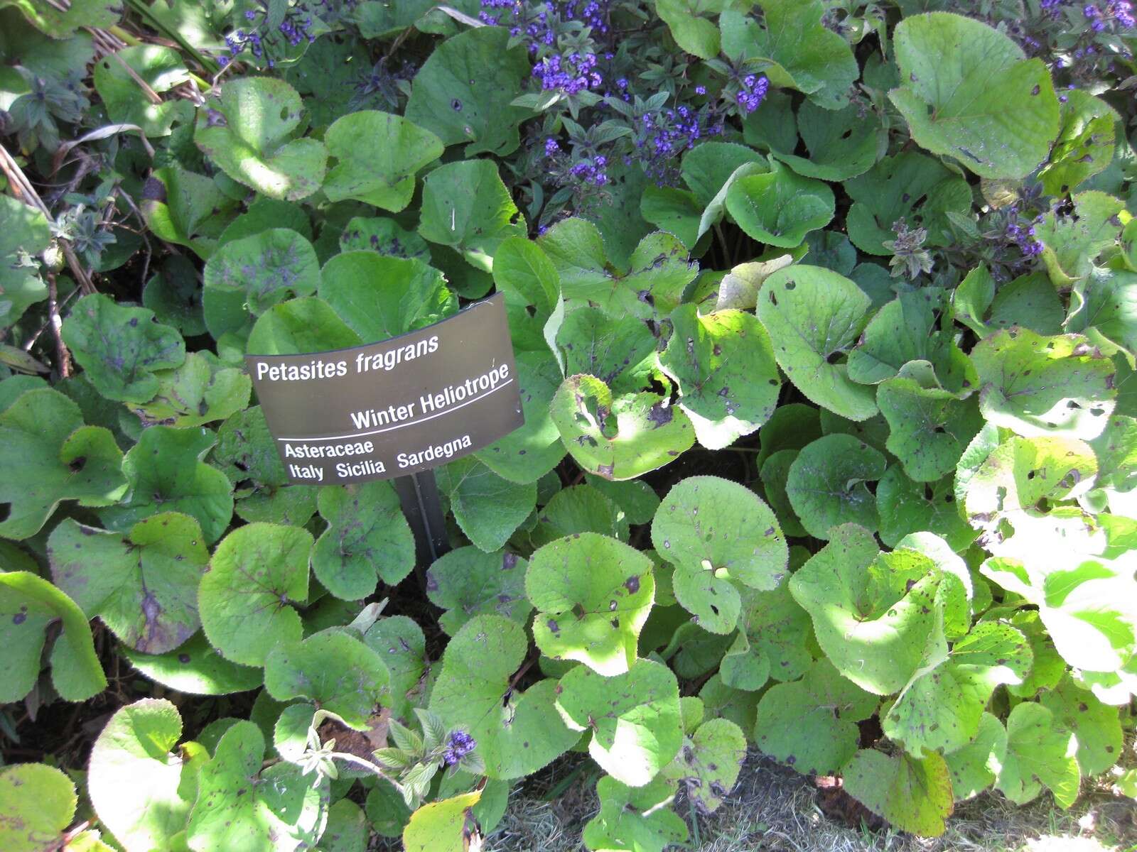 Image of Winter heliotrope