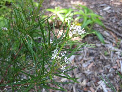 Image of Grevillea neurophylla Gand.