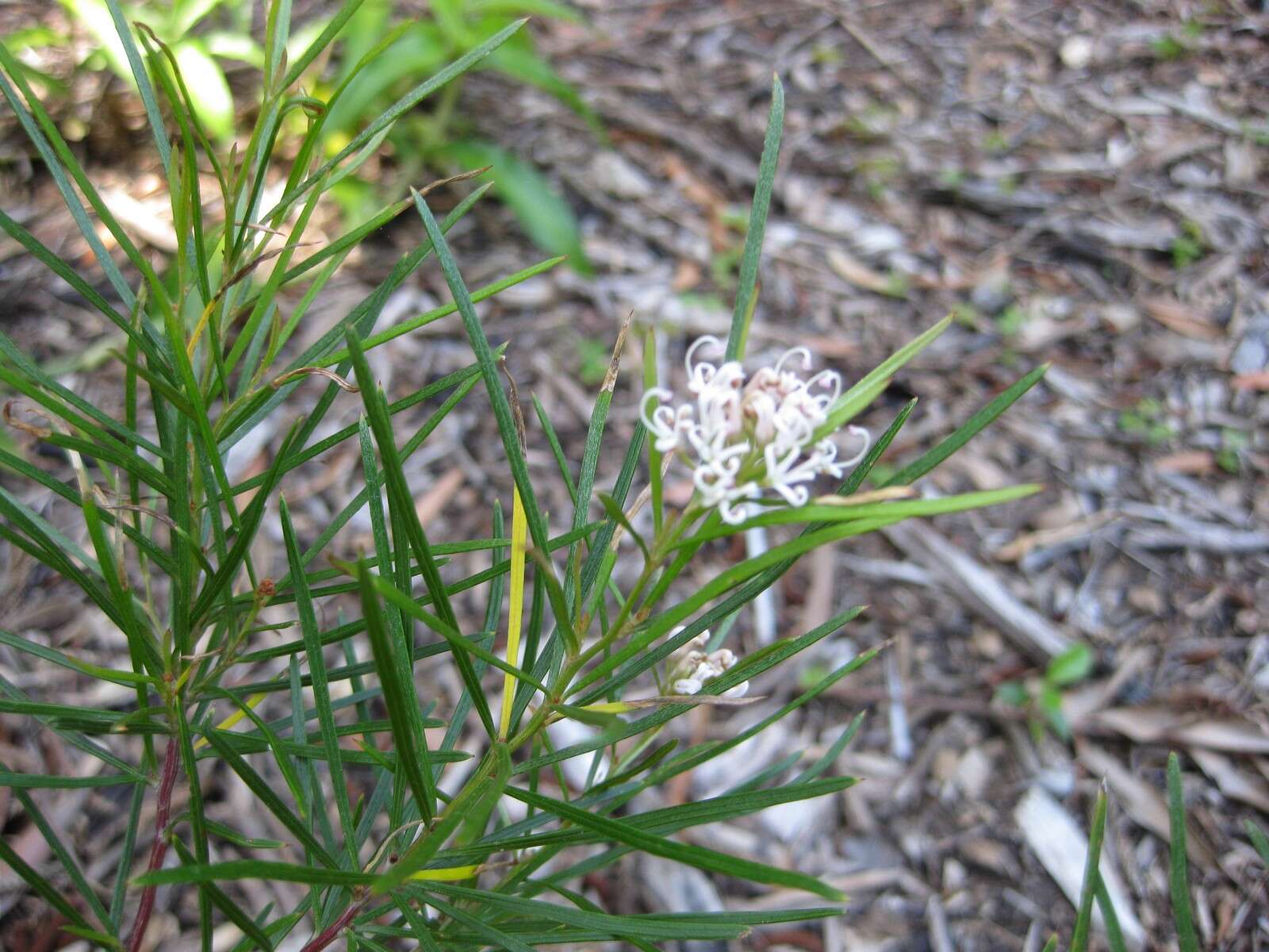 Image of Grevillea neurophylla Gand.