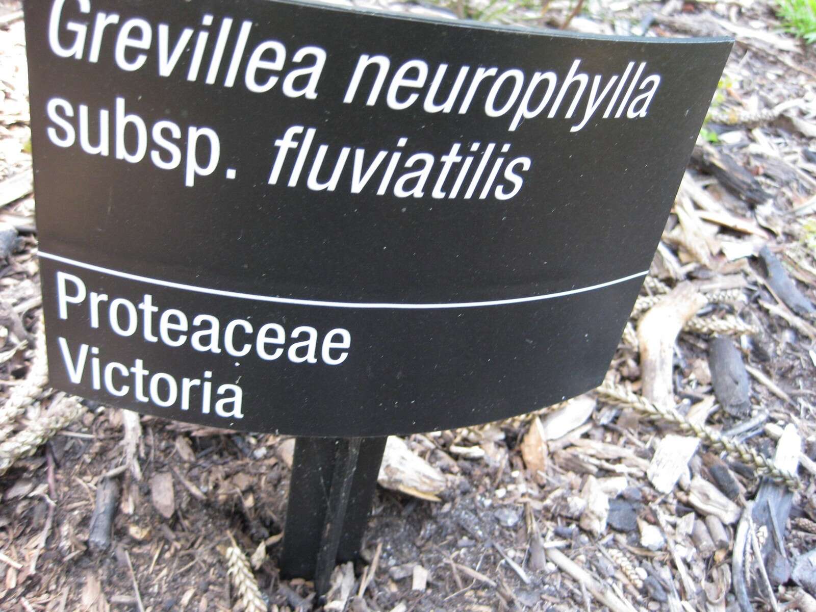 Image of Grevillea neurophylla Gand.