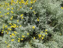 Image of lavender cotton