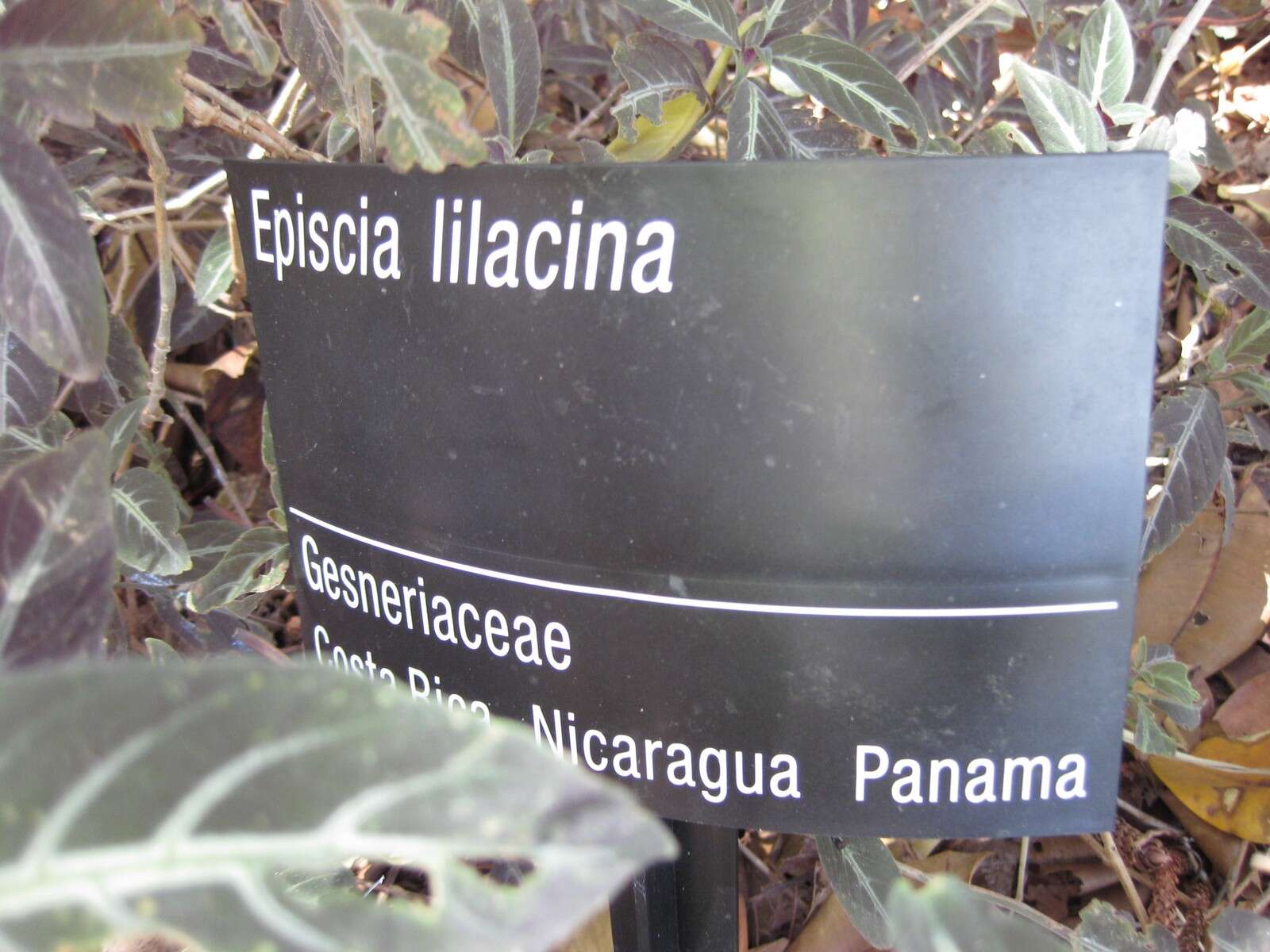 Image of Episcia lilacina Hanst.