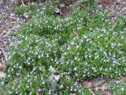 Image of Lobelia anceps L. fil.