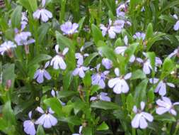 Image de Lobelia anceps L. fil.