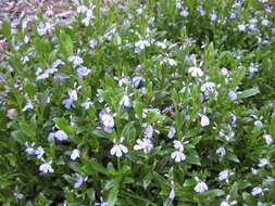 Image de Lobelia anceps L. fil.