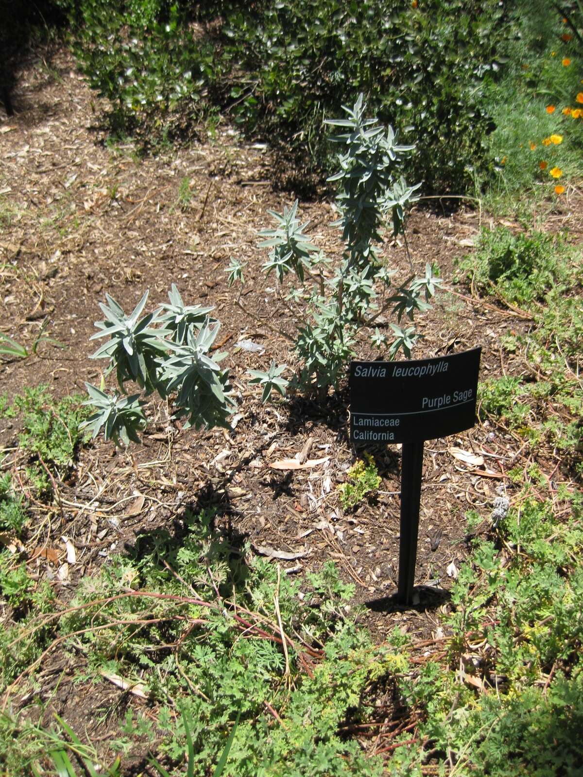 Imagem de Salvia leucophylla Greene