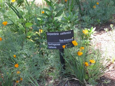 Image of tree anemone