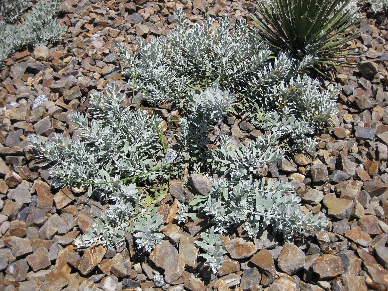 صورة Eremophila glabra (R. Br.) Ostenf.