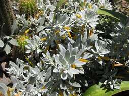 صورة Eremophila glabra (R. Br.) Ostenf.