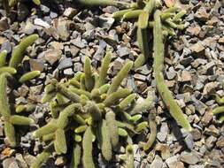 صورة Cleistocactus winteri D. R. Hunt