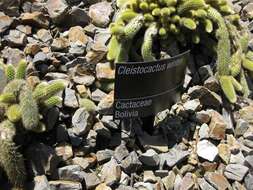 صورة Cleistocactus winteri D. R. Hunt