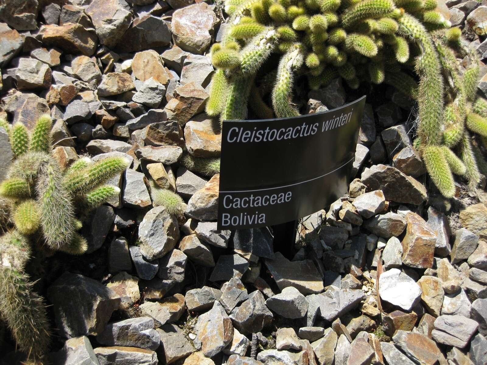 صورة Cleistocactus winteri D. R. Hunt