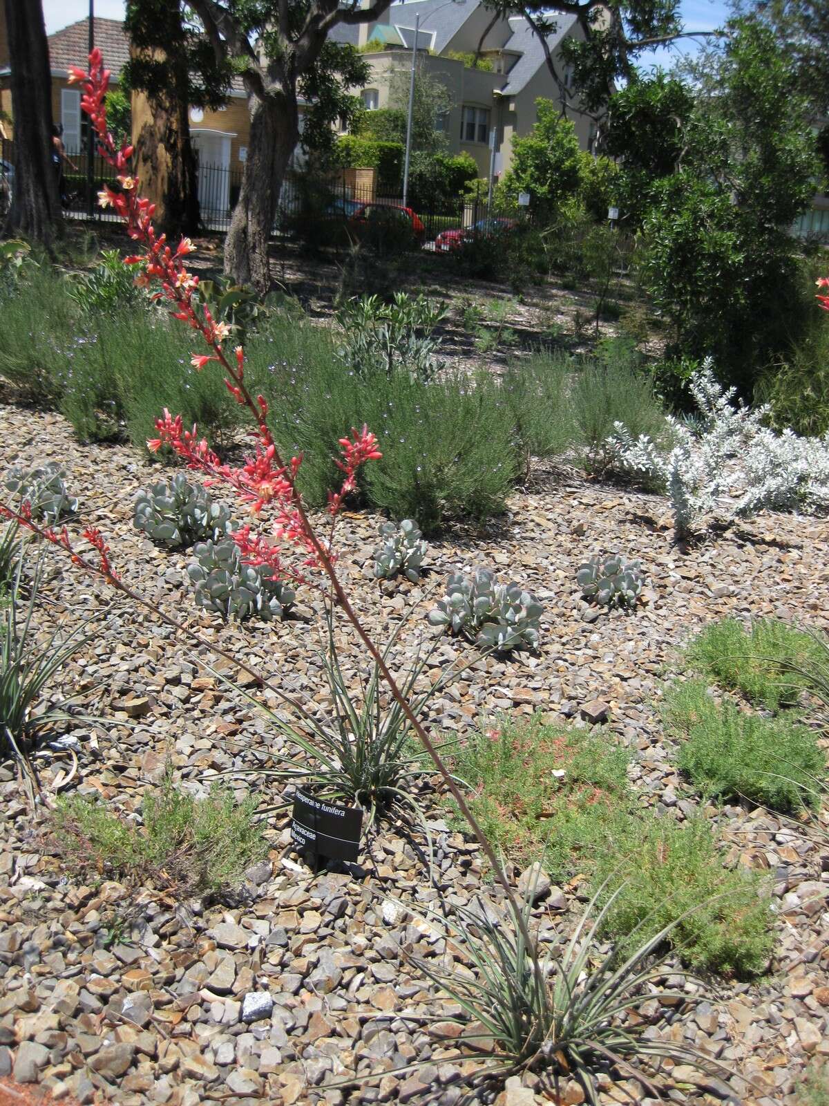 Image de Hesperaloe funifera (K. Koch) Trel.