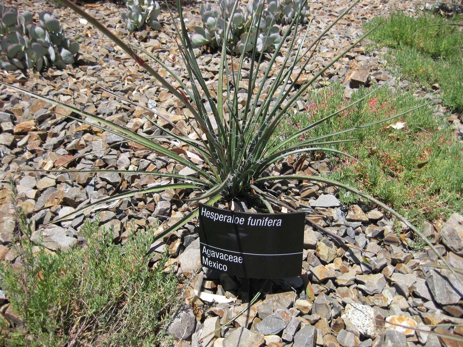 Image de Hesperaloe funifera (K. Koch) Trel.