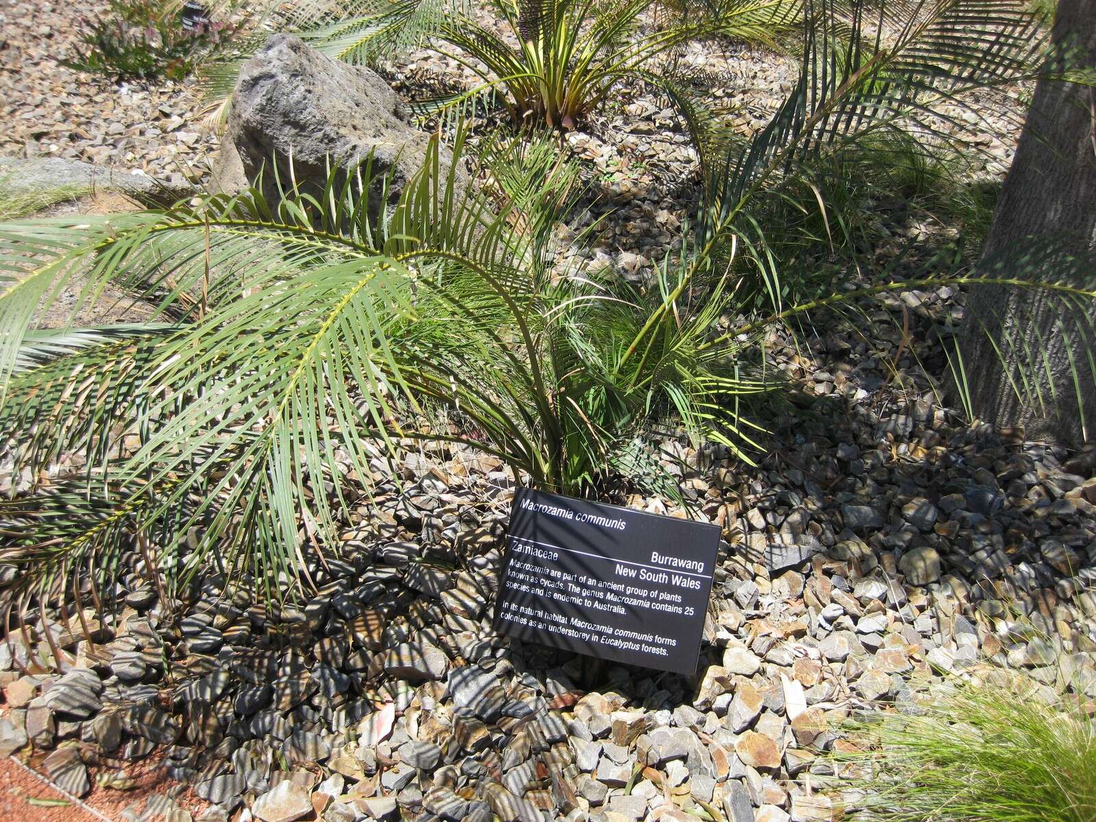 صورة Macrozamia communis L. A. S. Johnson