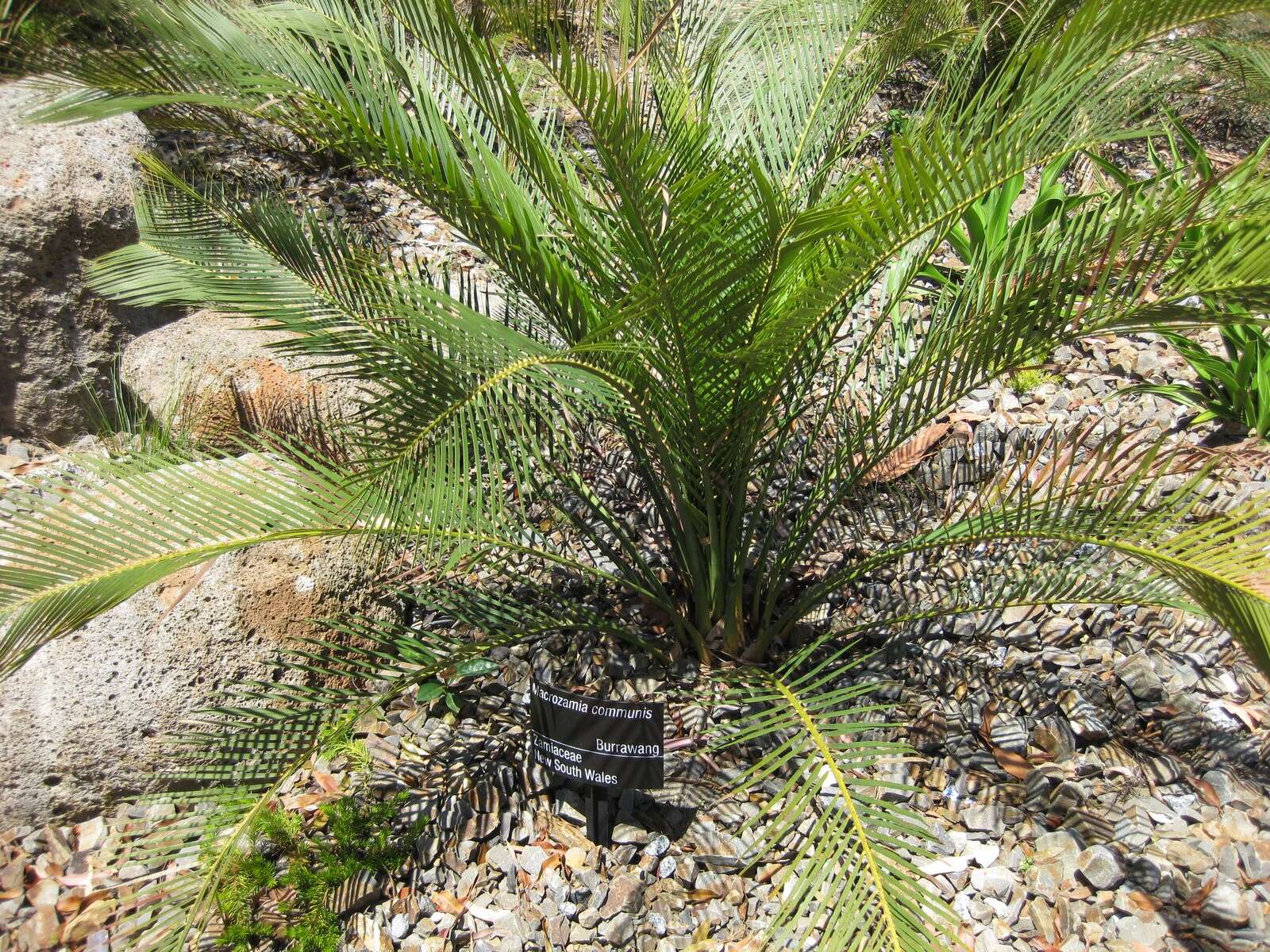 صورة Macrozamia communis L. A. S. Johnson