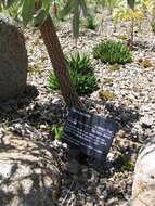 Image of Highveld Cabbage Tree