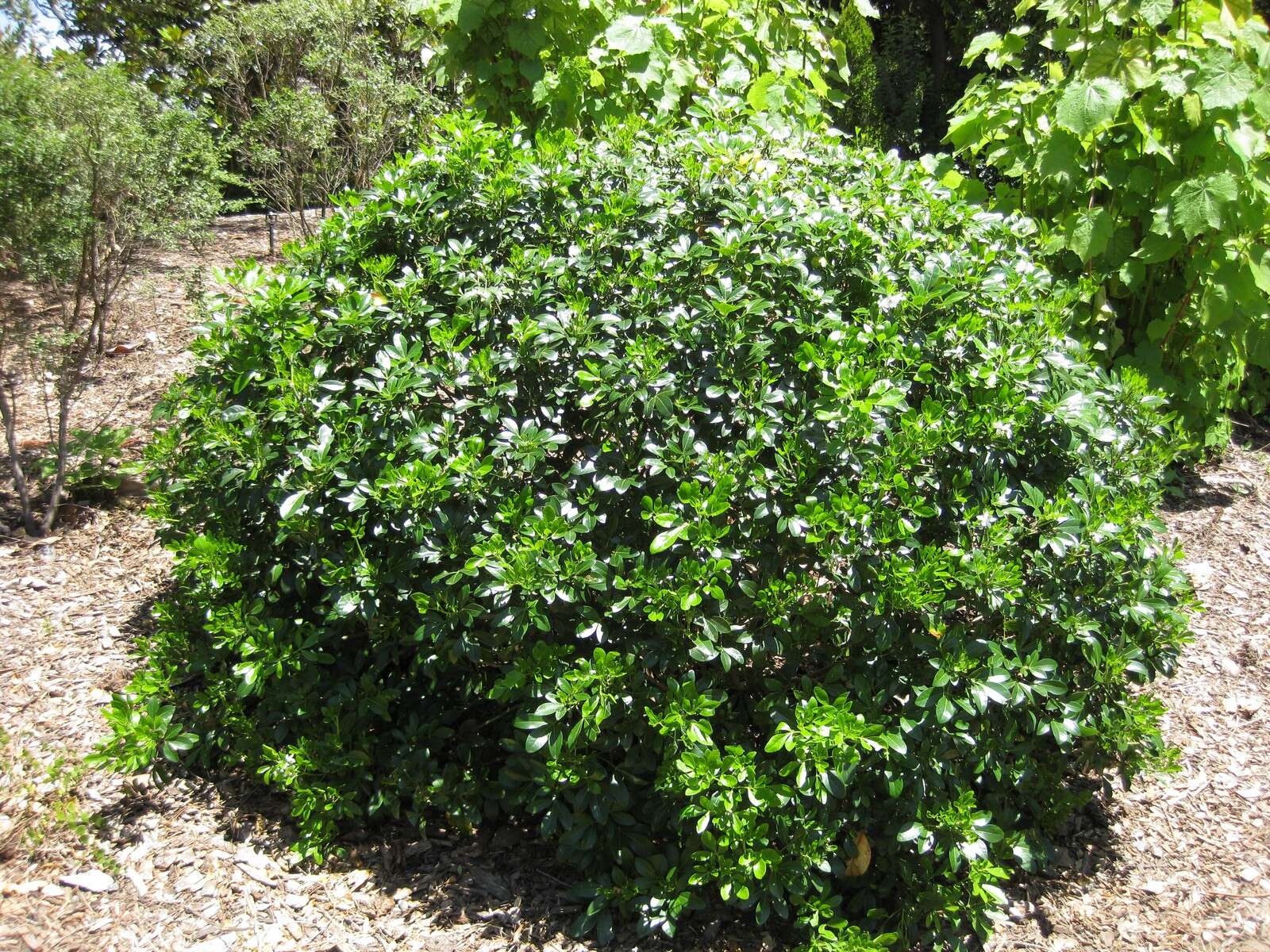 Image of Mexican Orange Blossom