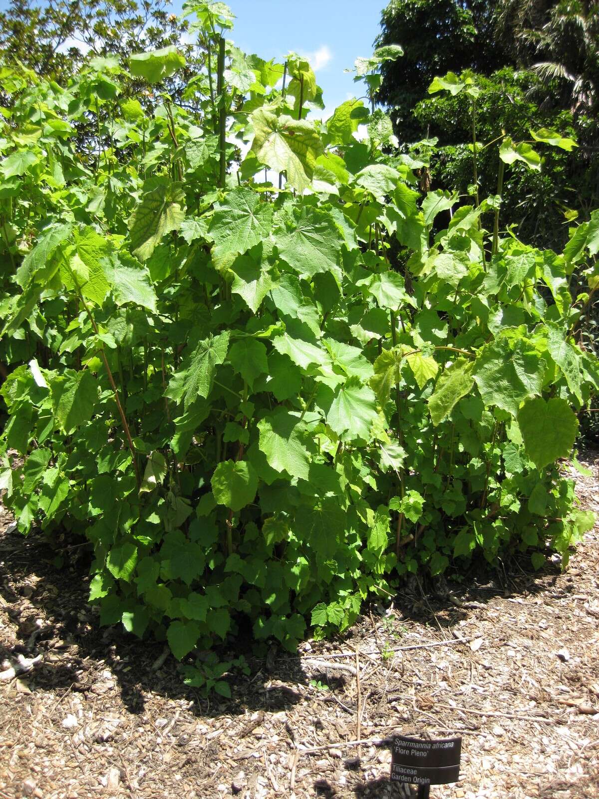 Image of African hemp