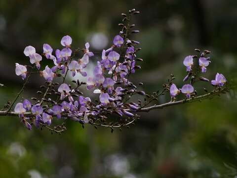 Image of Millettia thonningii (Schum. & Thonn.) Baker