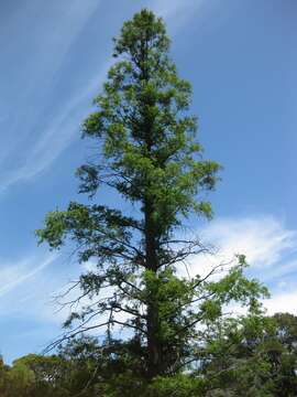 Image of dawn redwood