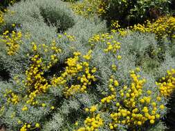 Image of lavender cotton