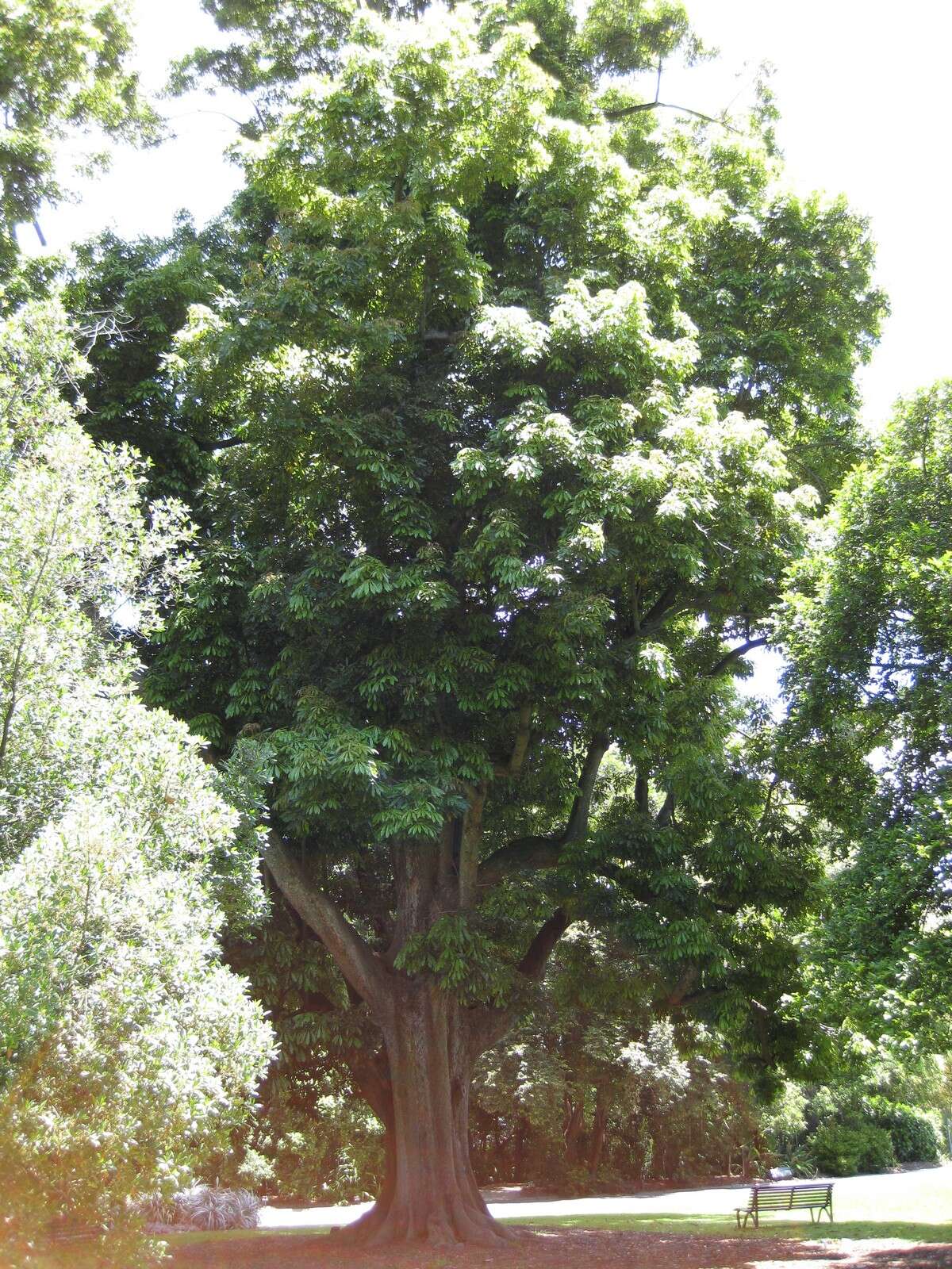 Image of Heritiera actinophylla subsp. actinophyllum (Bailey) Edlin