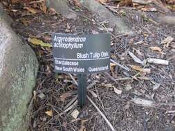 Image of Heritiera actinophylla subsp. actinophyllum (Bailey) Edlin