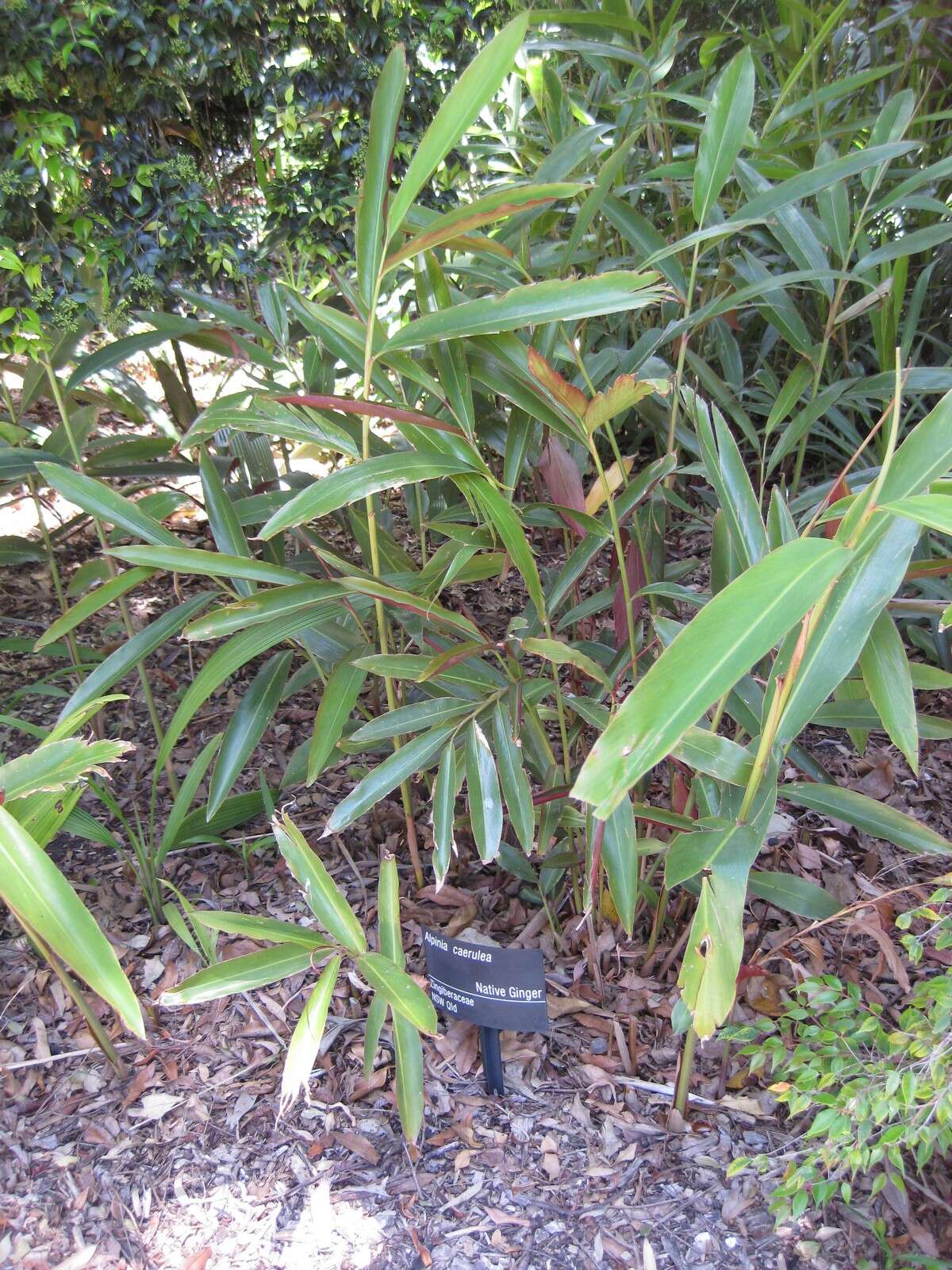 Image of Blue Berry Ginger