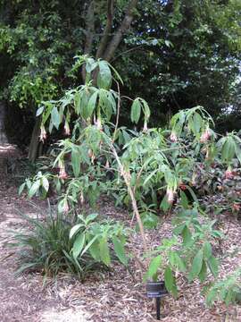 Image of Fuchsia corymbiflora Ruiz & Pav.