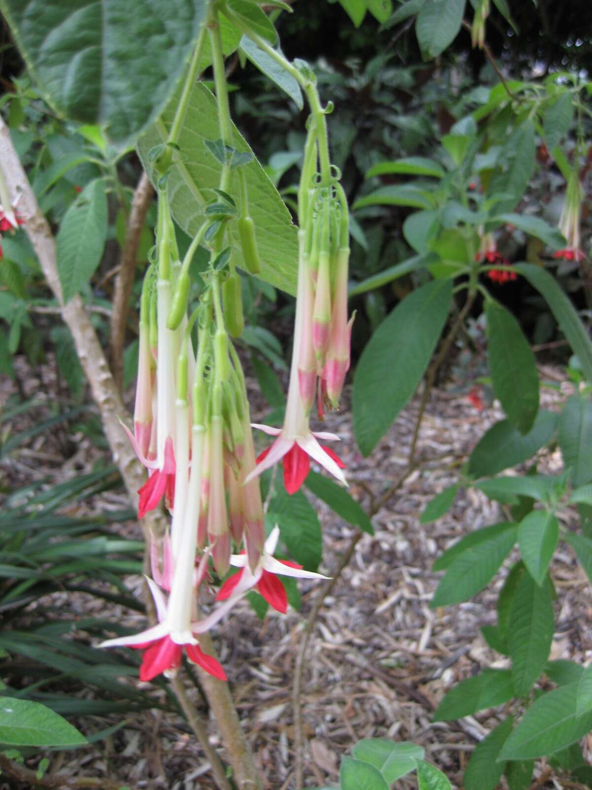 Image of Fuchsia corymbiflora Ruiz & Pav.