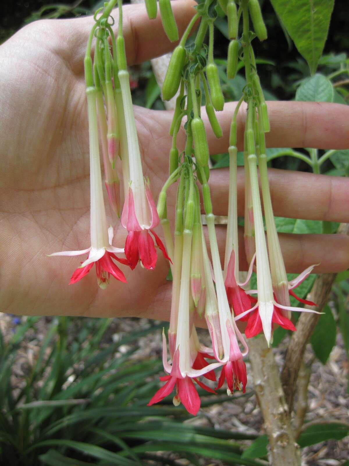 Image of Fuchsia corymbiflora Ruiz & Pav.