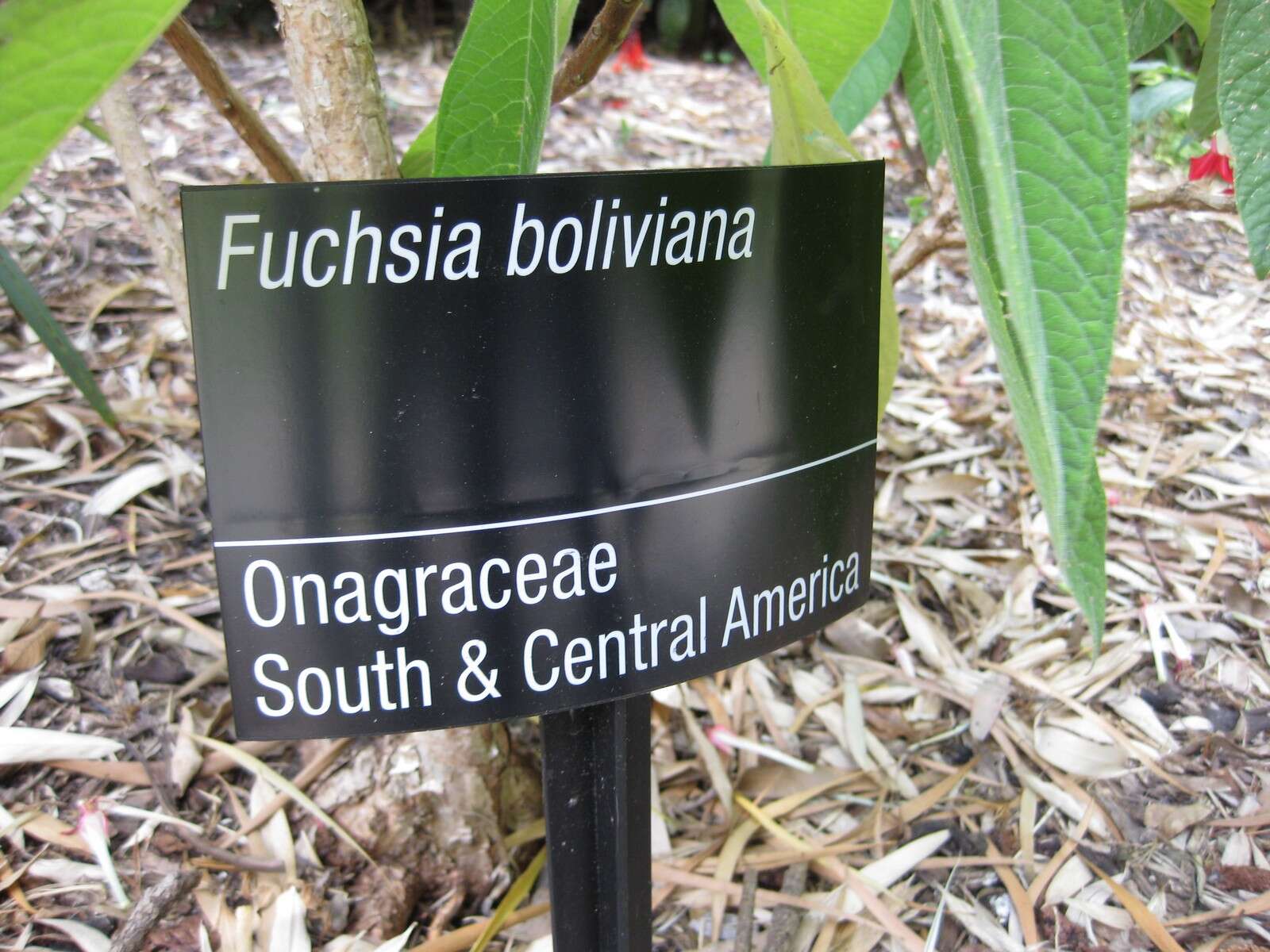 Image of Fuchsia corymbiflora Ruiz & Pav.