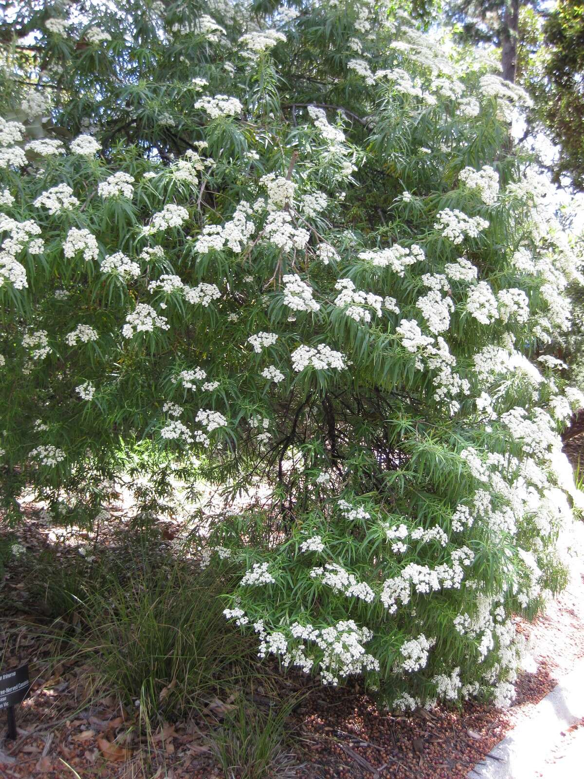 Cassinia trinerva N. A. Wakefield resmi