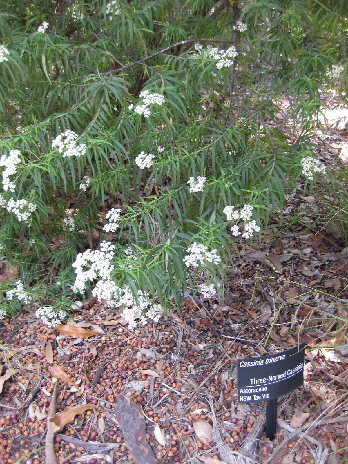 Cassinia trinerva N. A. Wakefield resmi