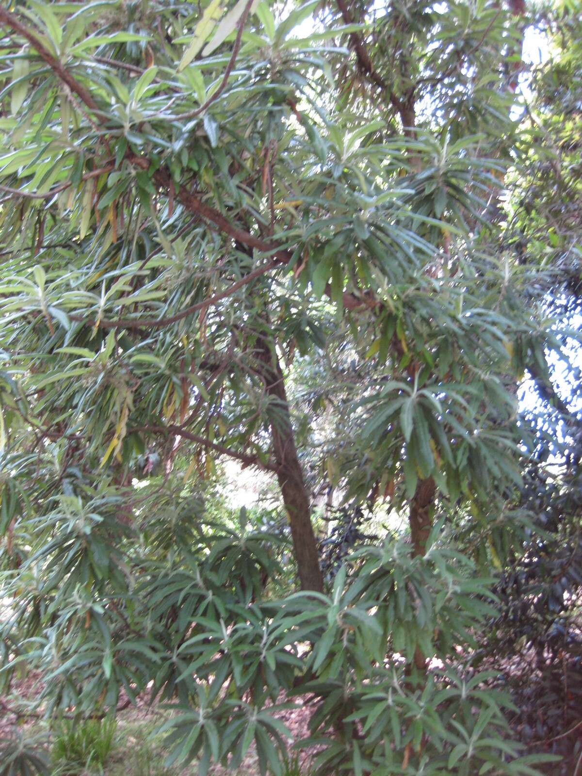 Image of Blanket Bush