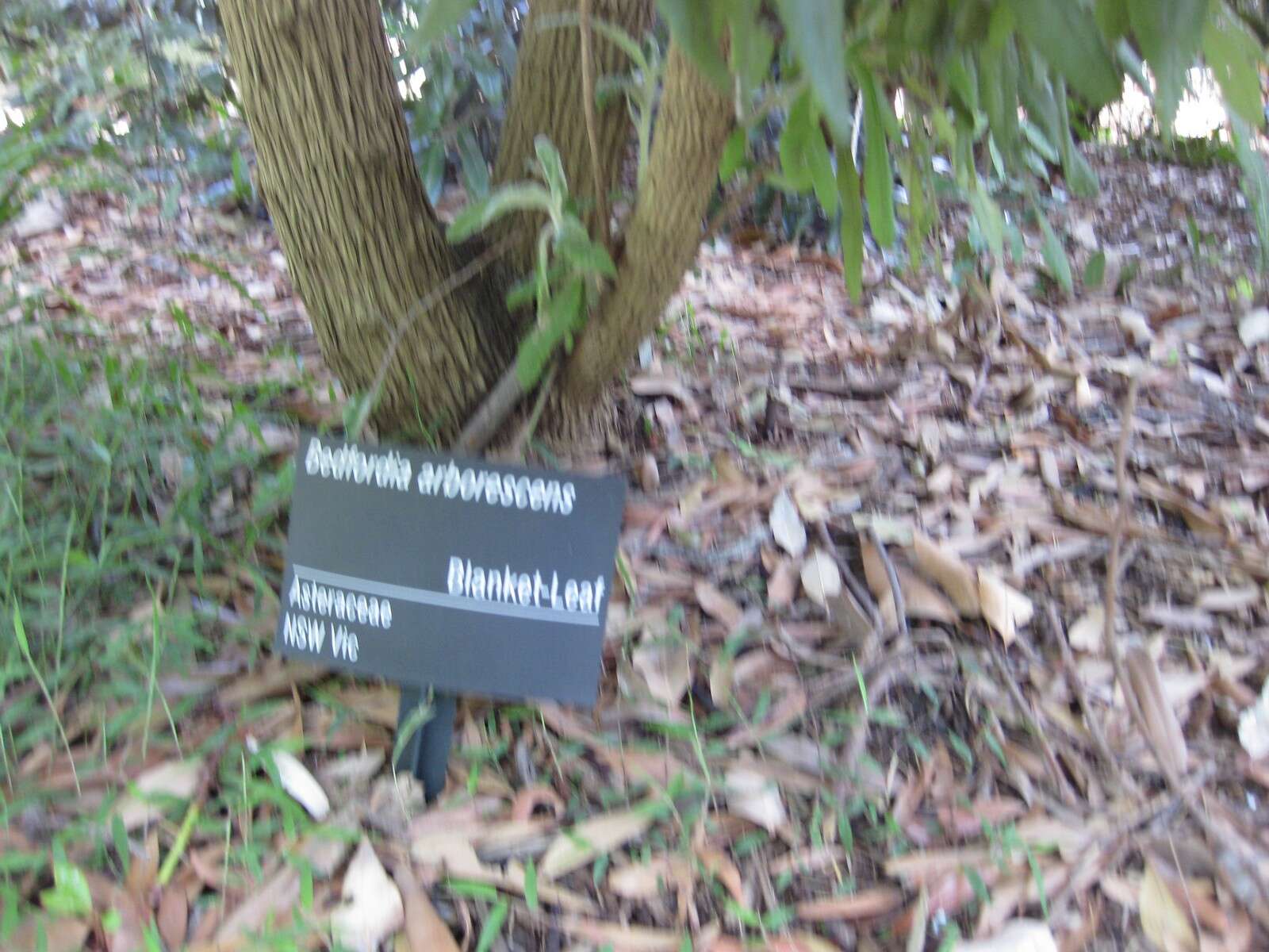 Image of Blanket Bush