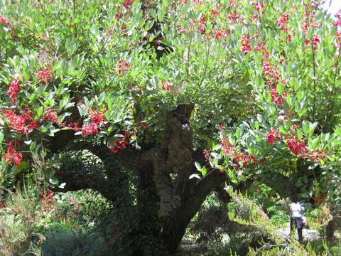 Слика од Erythrina crista-galli L.